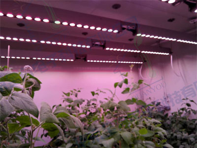 頂置光型智能人工氣候室